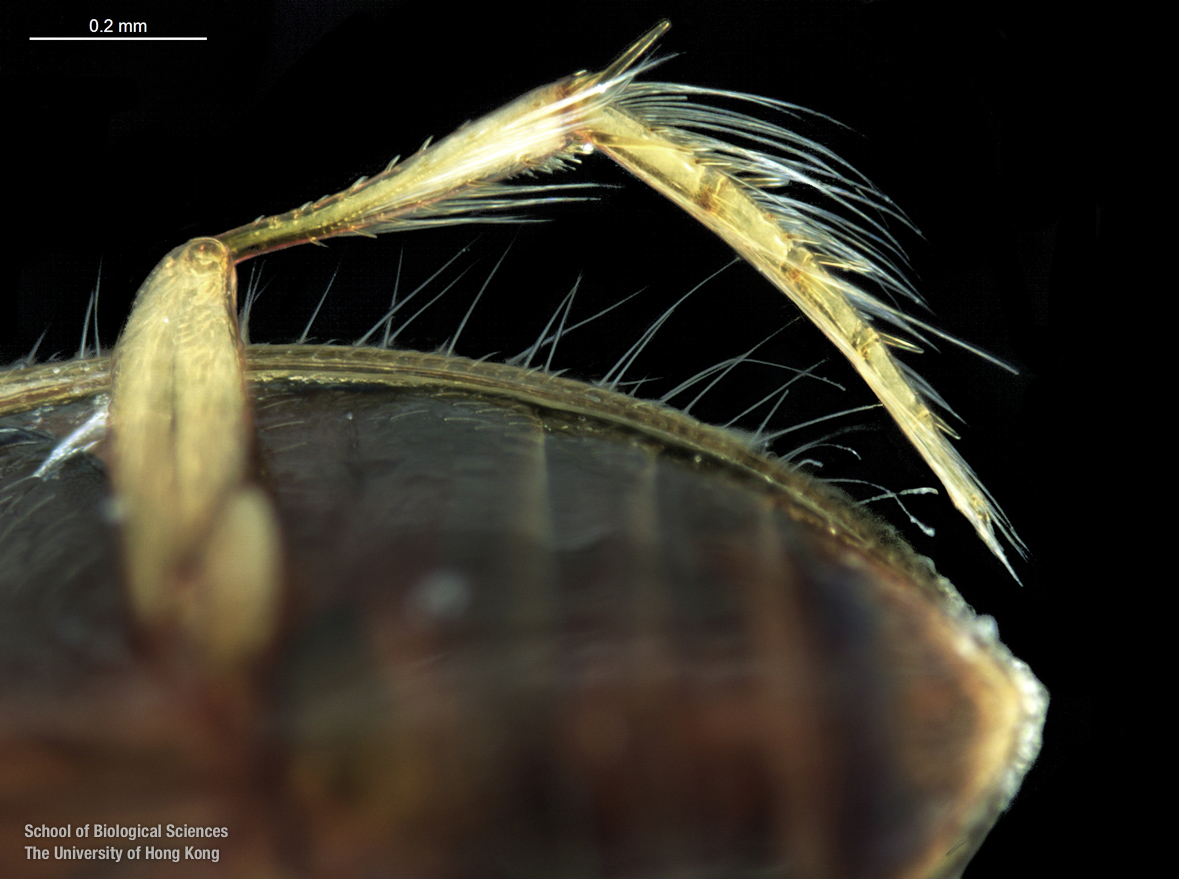 Left hind tarsi (ventral view)